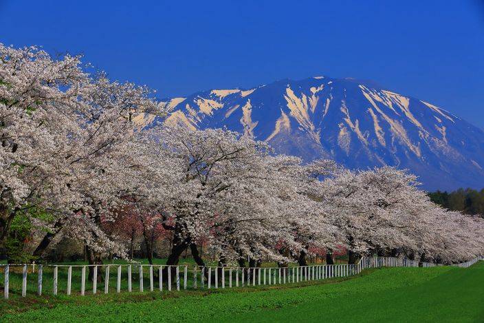 日本唯一淨土岩手縣創 零確診 奇蹟