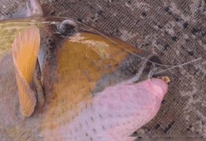 馬拉男捕獲攻擊力極強深海 怪魚 張口竟現人類牙齒