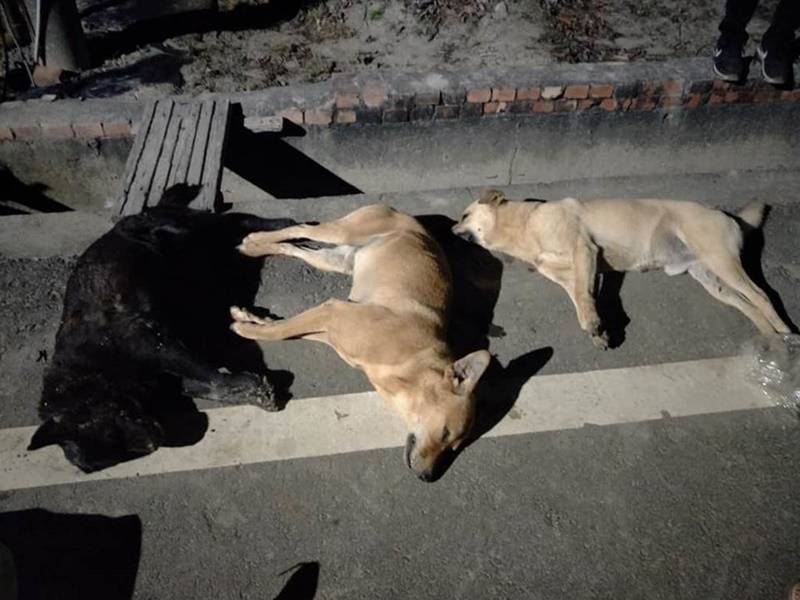 一周7流浪犬離奇死亡網民冀揪出落毒兇手為狗狗