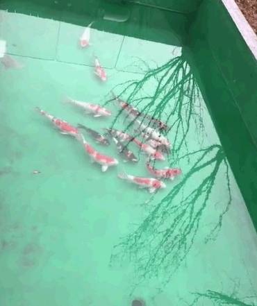 上海女養5萬元人仔錦鯉不翼而飛 逾10條被曬成魚乾