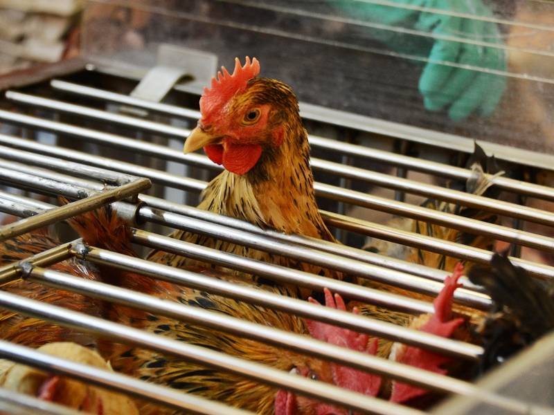 丹麥及波蘭爆禽流感 港暫停進口禽產品