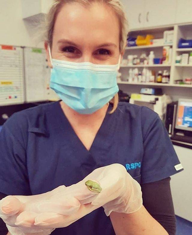澳女獸醫成功為身長不足2m樹蛙做胸口縫合手術