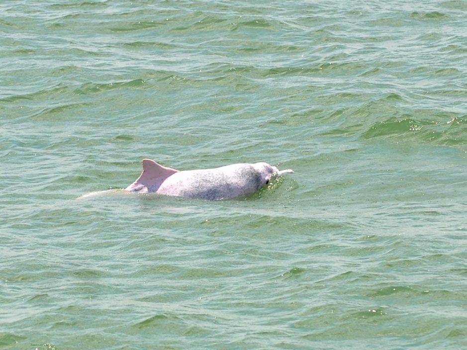 漁護署監察報告指 中華白海豚數目17年內少八成