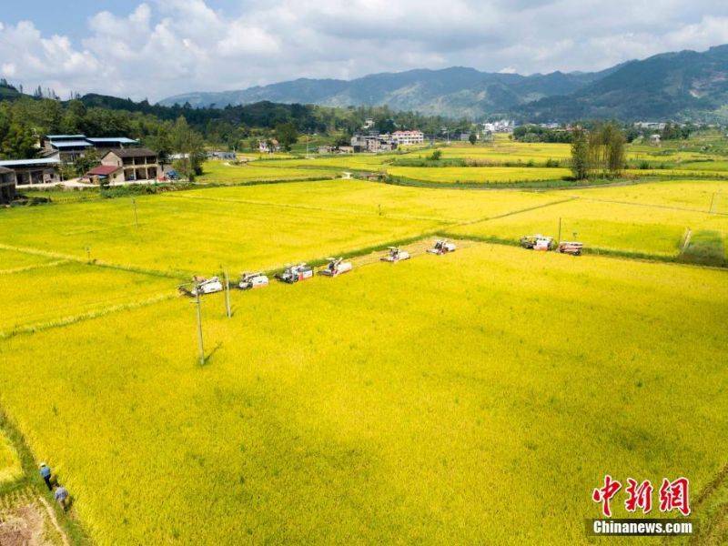 9月23日,2021年中國農民豐收節·第一屆「天生雲陽」金秋節在重慶雲陽縣鳳鳴鎮拉開序幕。時下正是豐收的季節,三峽庫區腹地重慶雲陽縣的農民門正忙著搶收搶曬,確保水稻玉米等農作物顆粒歸倉。圖為在重慶雲陽縣路陽鎮,一字排開的8台大型收割機正在稻田中收割成熟的水稻。中新社