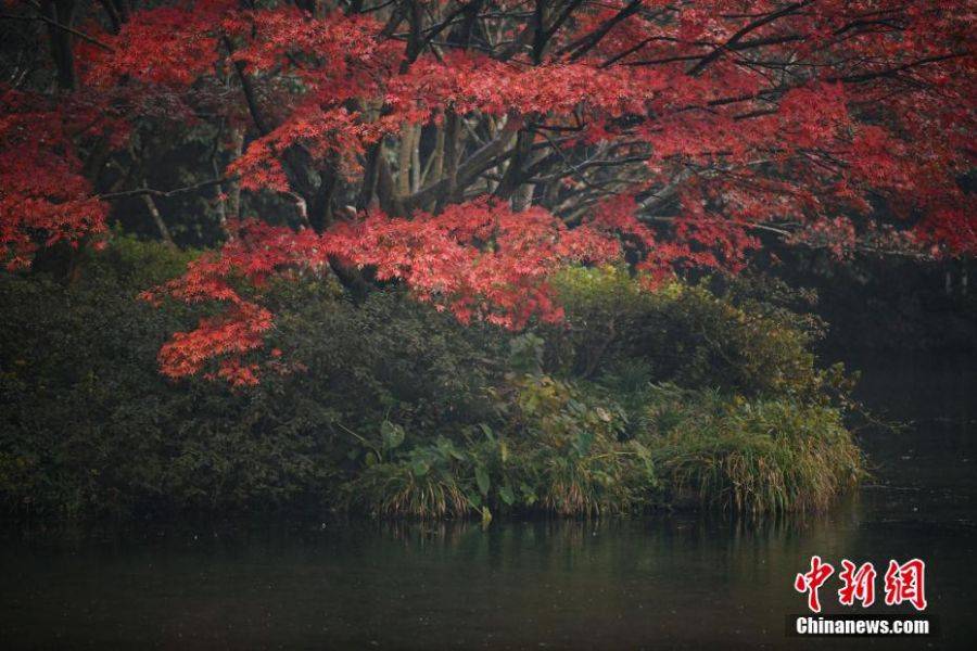 深秋時節的九溪紅楓。