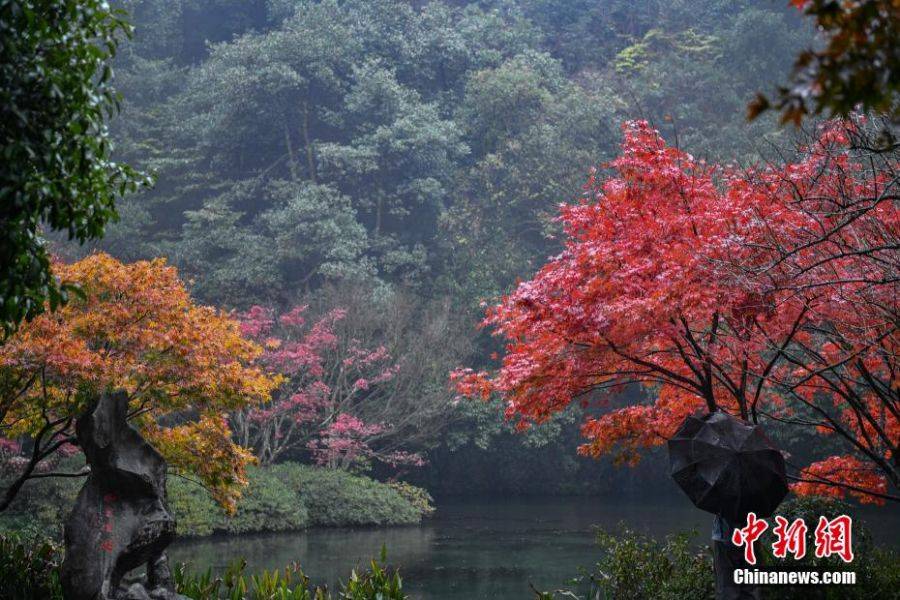 深秋時節的九溪紅楓吸引遊人觀賞。