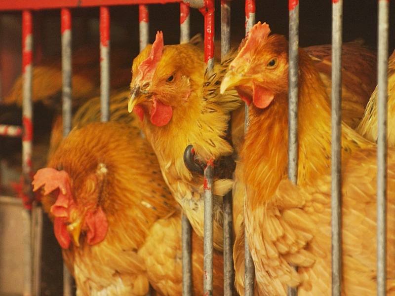 荷蘭及南非爆發高致病性H5N1禽流感 港暫停進口禽類產品