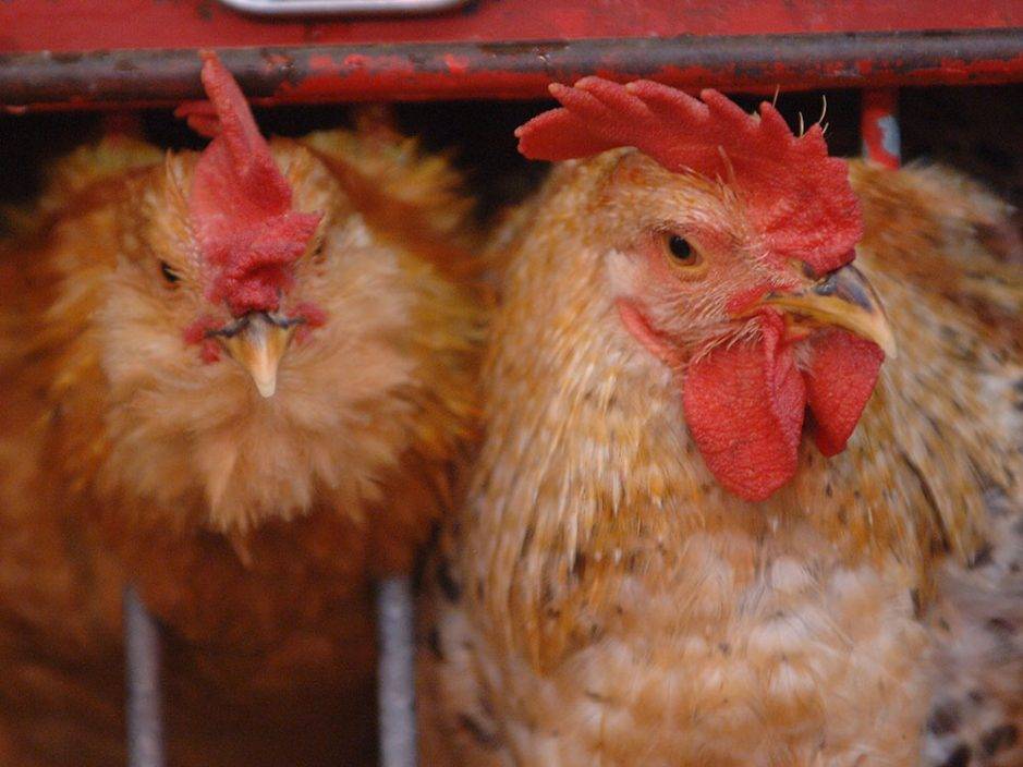 德國爆H5N1禽流感 港暫停進口疫區禽類產品