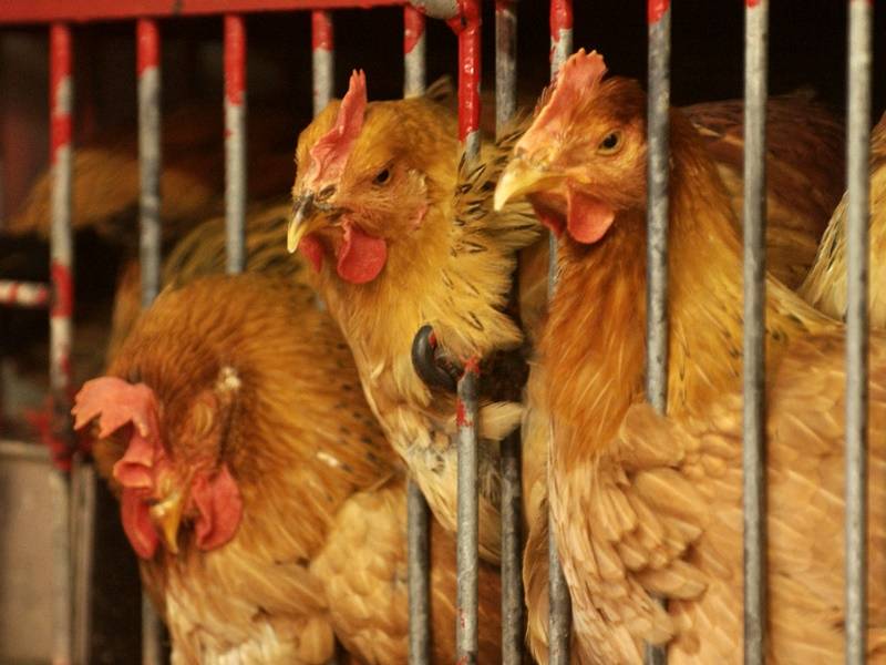 英法部分地區爆高致病性H5N1禽流感 港暫停進口禽類產品