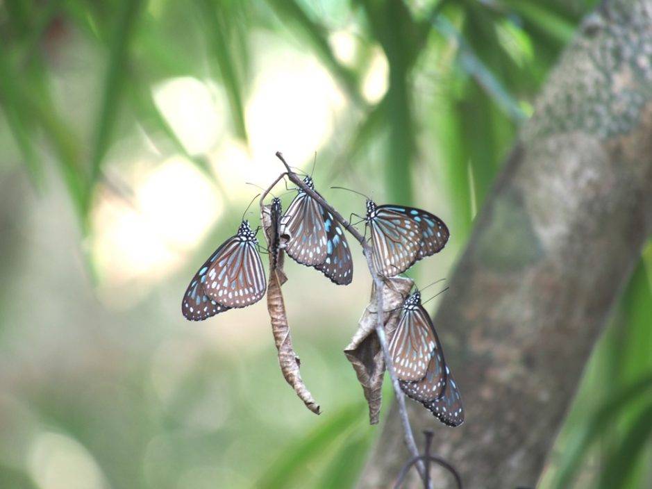 環團南丫島發現斑蝶群聚點 相信屬越冬地點