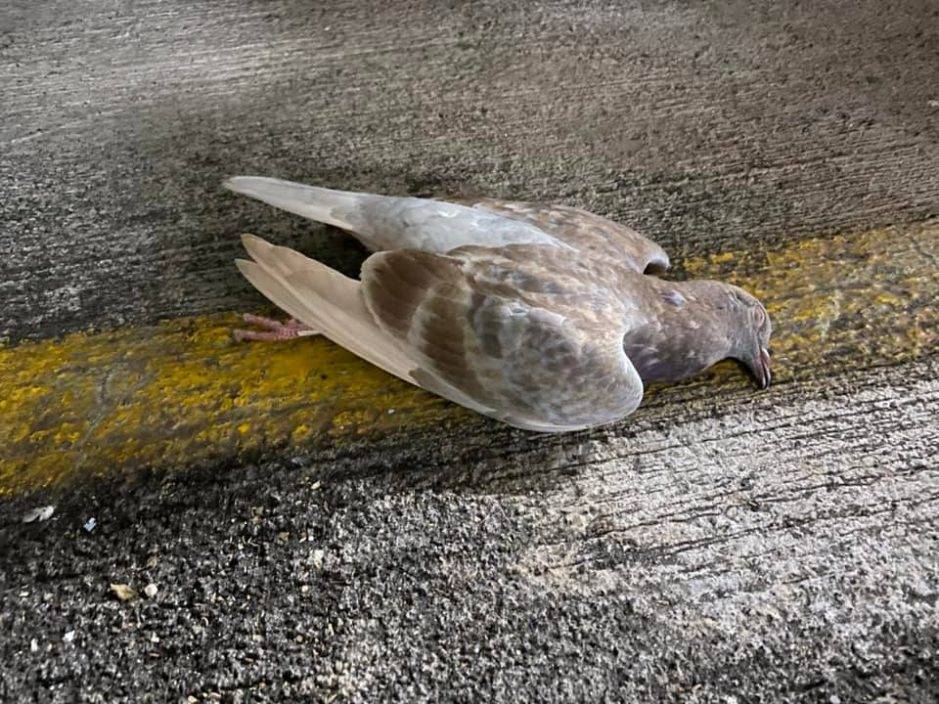 大埔富亨邨鴿屍處處至少18死 警列殘酷對待動物