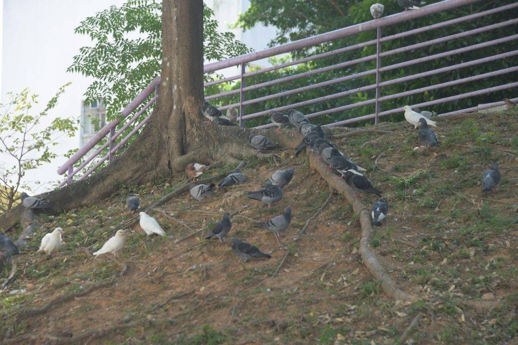 虐鴿案｜大埔富亨邨今早再發現13隻鴿屍 愛協帶走檢驗