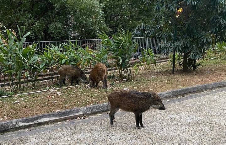 4野豬於康怡花園附近出沒  警持盾牌戒備
