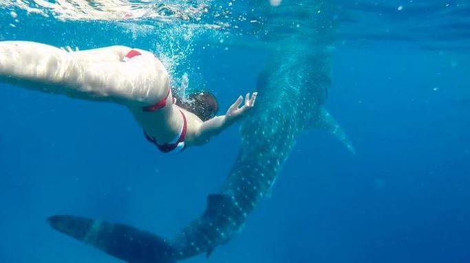前主播梁凱寧迫爆身材焫着網民眼球  貼跟鯨鯊浮潛相懷念旅行日子