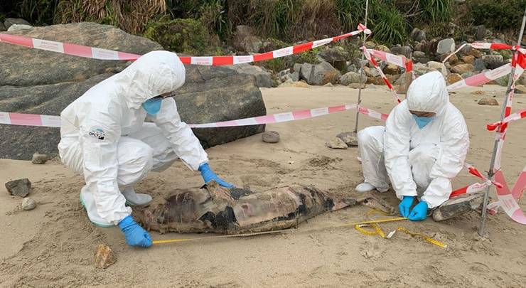 長沙泳灘發現江豚屍體 為今年第二宗鯨豚擱淺個案