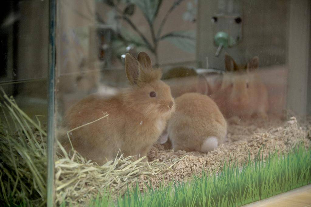 新增兩寵物店環境樣本呈陽性 到訪駱克道和大埔廣場I Love Rabbit須強檢