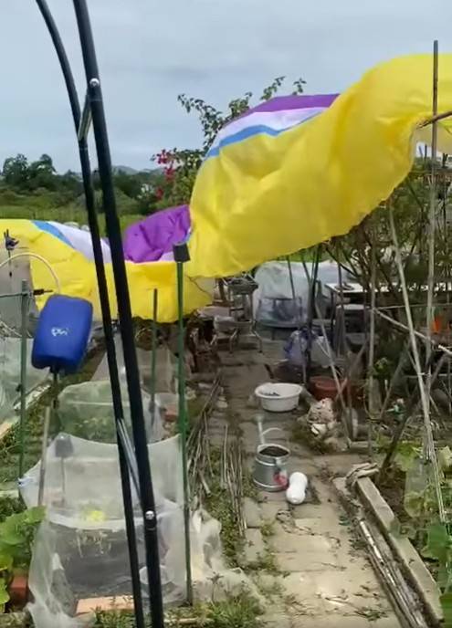 滑翔傘「空襲」西貢農莊 踩爛農作物險壓傷人 苦主：一日幾十架降落