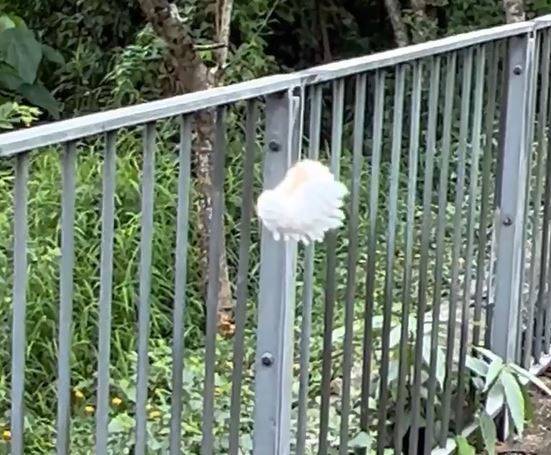 大埔公路驚現白色「泡泡蟲」飄浮半空 專家料為一款常見植物害蟲