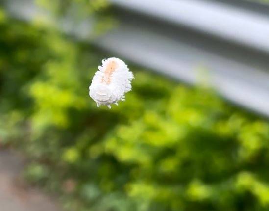 大埔公路驚現白色「泡泡蟲」飄浮半空 專家料為一款常見植物害蟲