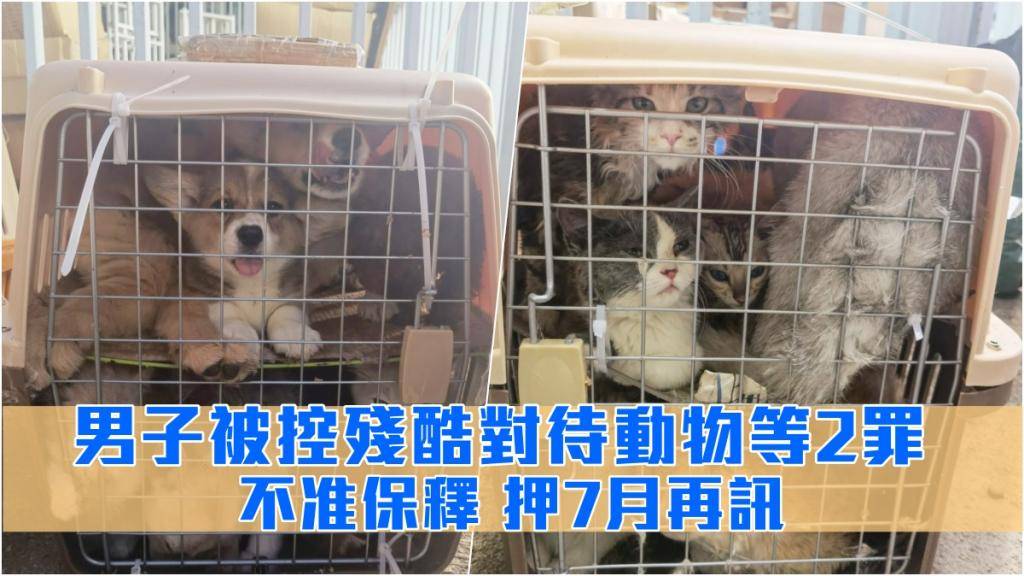 涉駕快艇運送117貓和46狗等 男子被控殘酷對待動物等罪續還柙