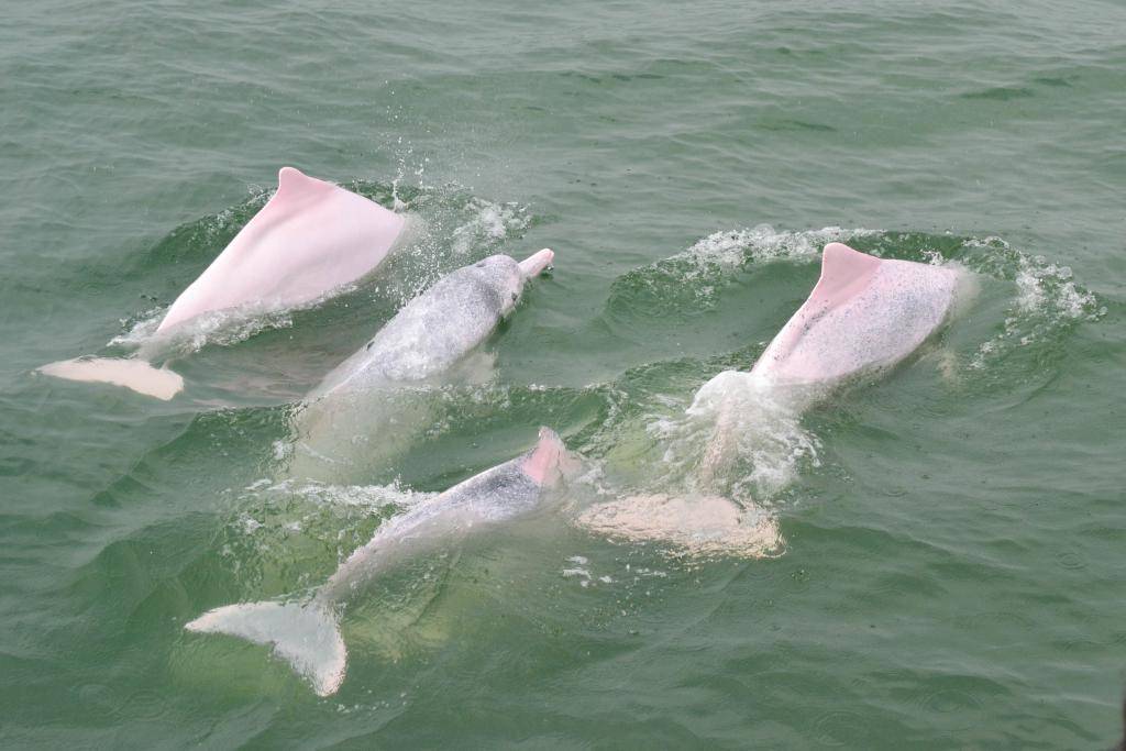 綠惜地球評過去25年港府環保政績僅兩項有進步 指白海豚數目岌岌可危