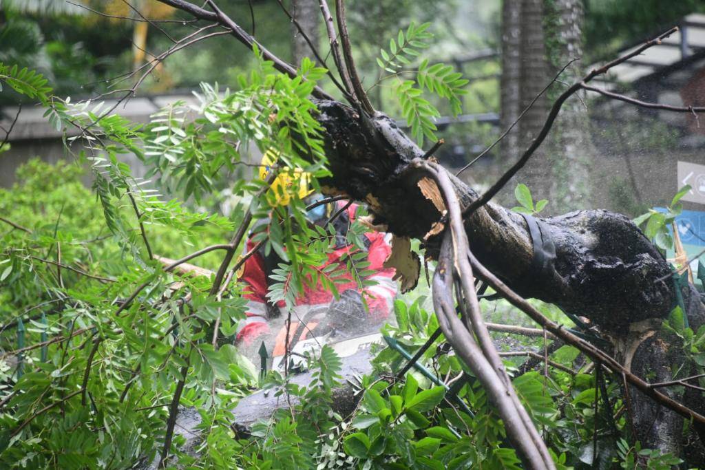 暹芭襲港｜至少37宗塌樹報告 動植物公園塌大樹擊中的士