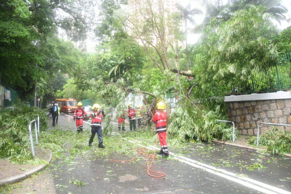 暹芭襲港｜至少37宗塌樹報告 動植物公園塌大樹擊中的士