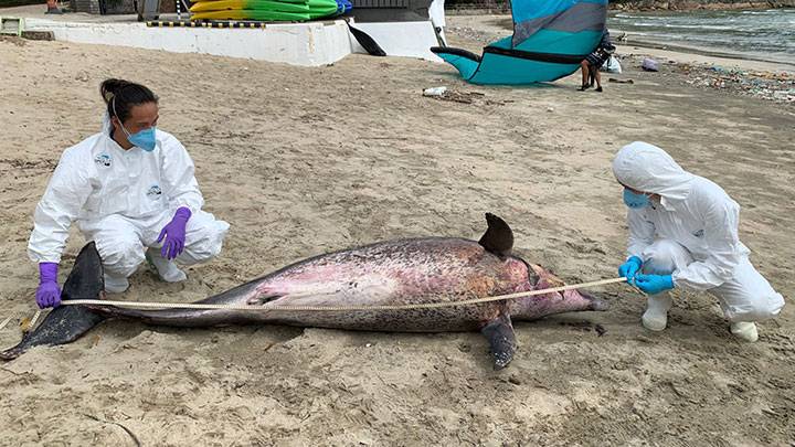 貝澳泳灘現樽鼻海豚屍體 今年第15宗