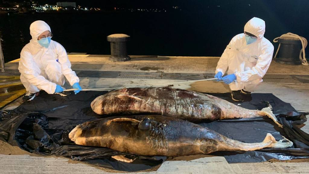 清水灣發現兩條鯨豚擱淺 屍身嚴重腐爛