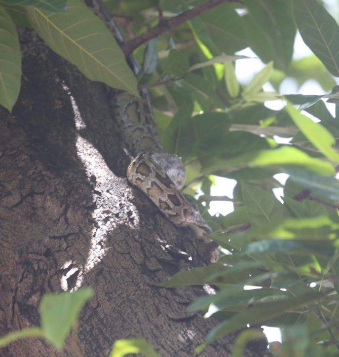 銅鑼灣驚現1.5米長蟒蛇纏樹覓食 蛇王到場生擒