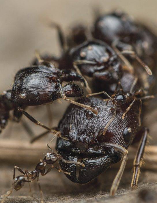 港大料全球至少2萬兆螞蟻 重量超越鳥類和哺乳動物總和