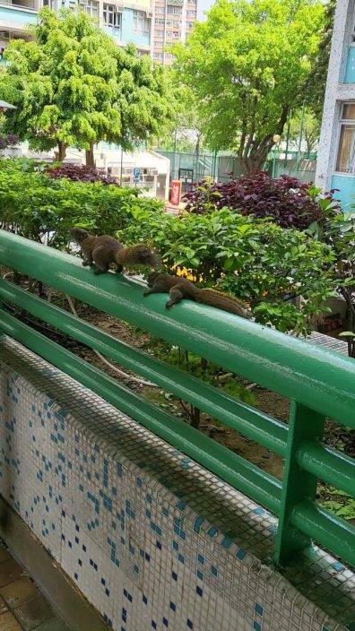 Juicy叮｜太平邨居民誤將松鼠當老鼠 管理處發通告：美麗誤會
