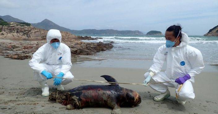 西灣沙灘發現江豚屍體 本年度第22宗