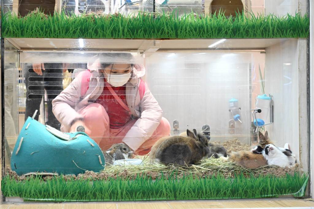 星島專訪│兔子壽命可逾10年 愛協會呼籲市民飼養前要想清楚