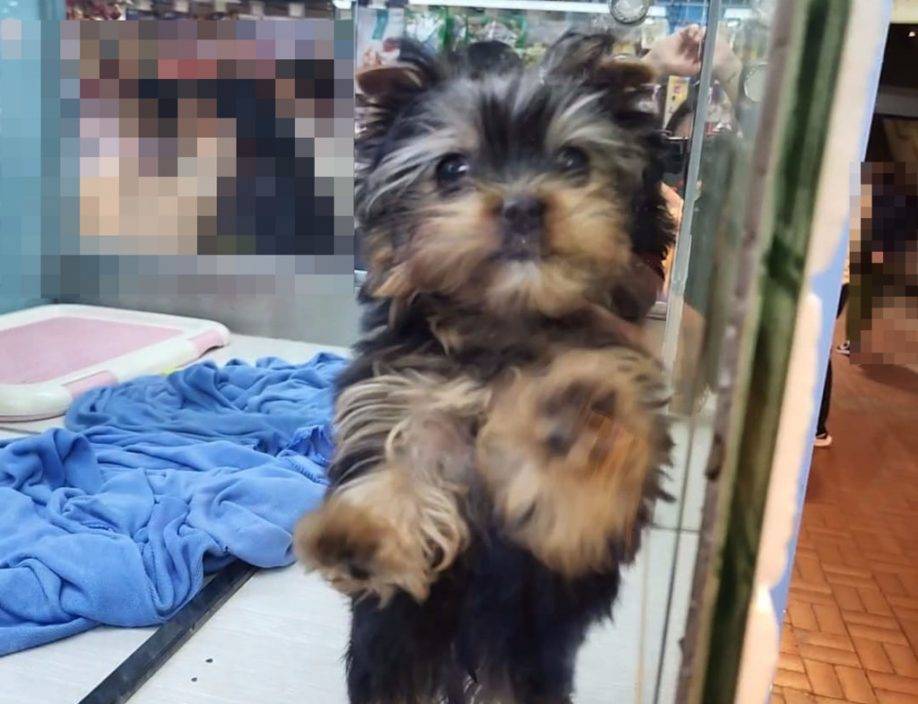 旺角寵物店約瑟爹利犬被盜 警追緝偷狗女賊